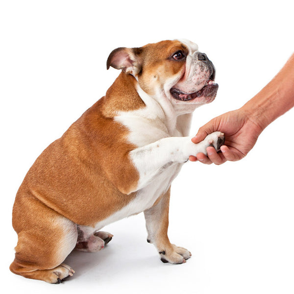 Foot Clean For Cats & Dogs