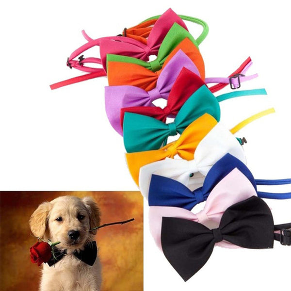 Necklace for Cat Collar Dogs