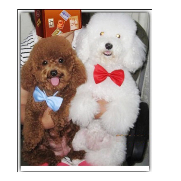 Necklace for Cat Collar Dogs