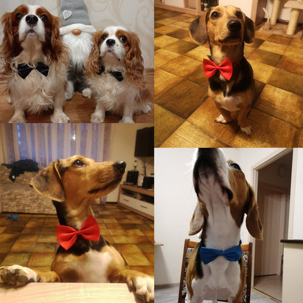 Necklace for Cat Collar Dogs