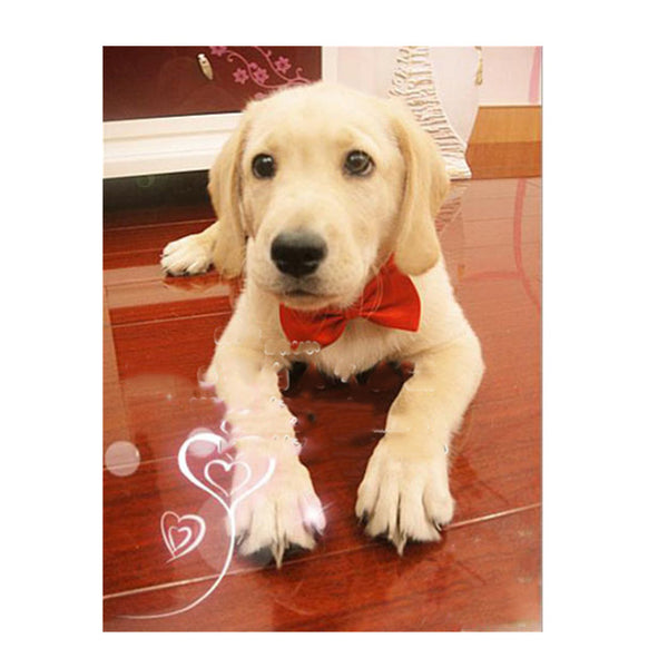 Necklace for Cat Collar Dogs